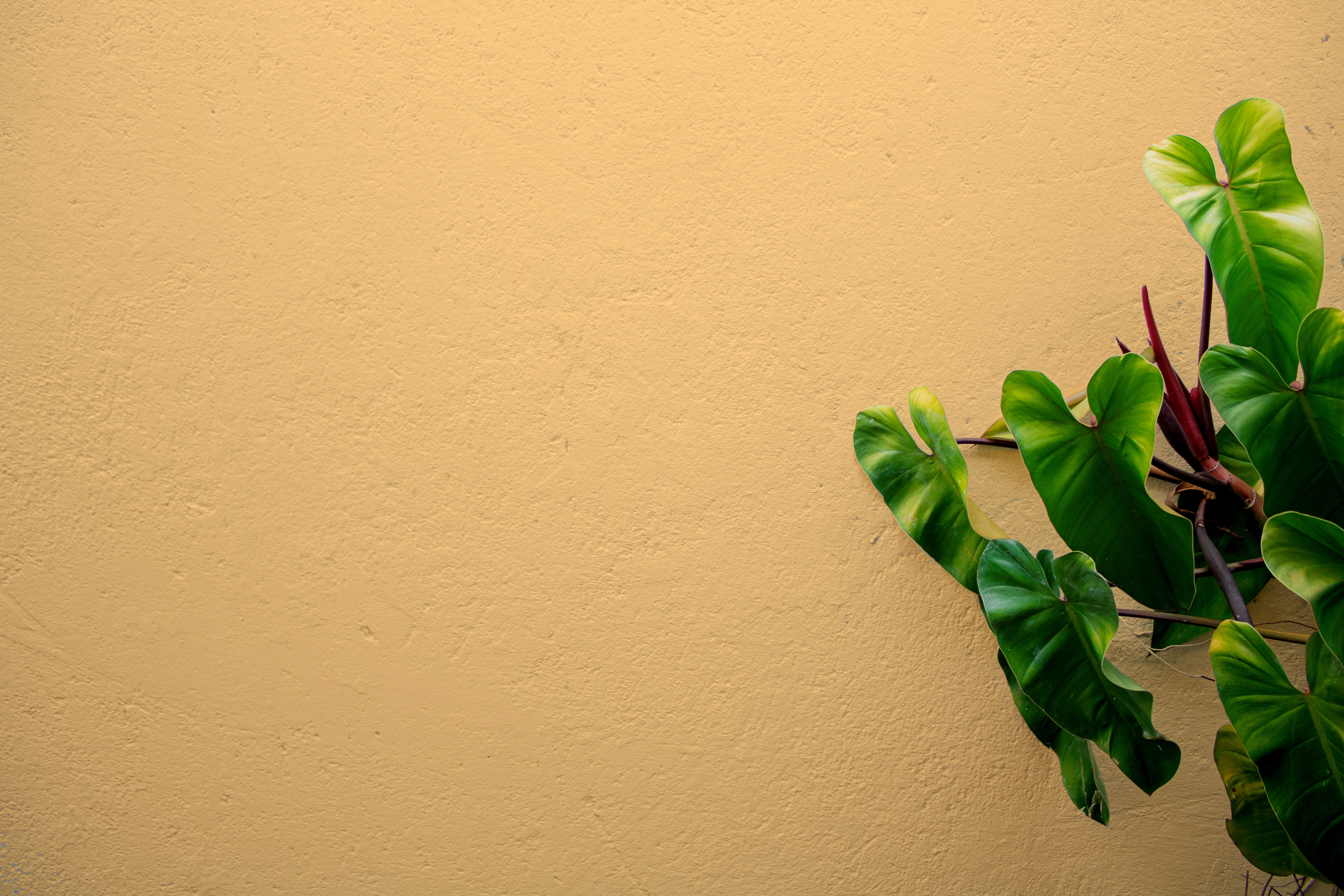 joao-lucas-stutz-Z_l4wohJ6VM-unsplash